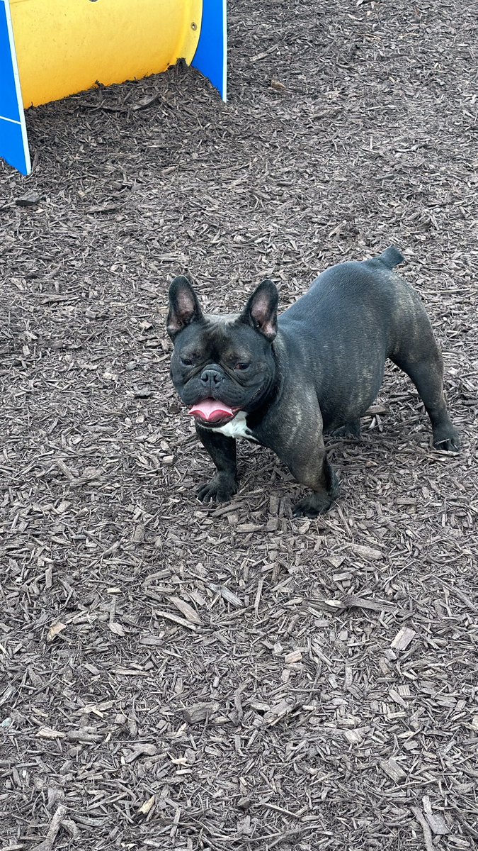 SplashyyDA's tweet image. FURR SALE