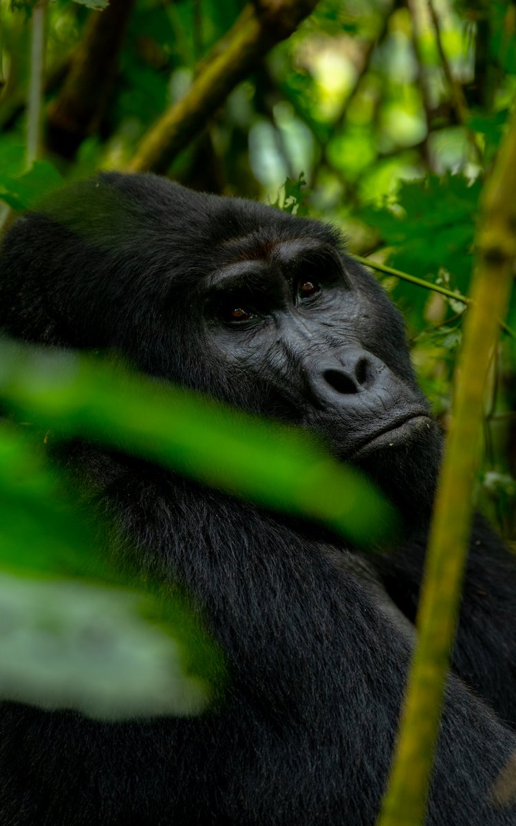 Do you know that Uganda's Mountain 🏔️ Gorillas found only in Western Uganda is the cheapest for trekking @ExploreUganda 
#VisitUganda  #RealizeUganda