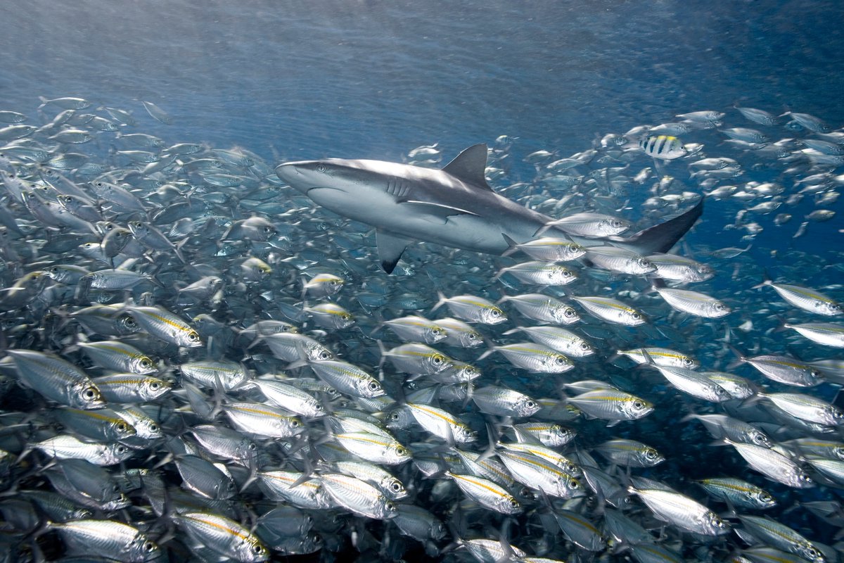 Billions rely on #seafood, fueling 780M jobs globally. Vibrant fish populations ensure food security & livelihoods. Areas with healthy #shark populations boast more & larger fish. Safeguarding sharks has broad conservation impacts for other species, entire ecosystems, & people.