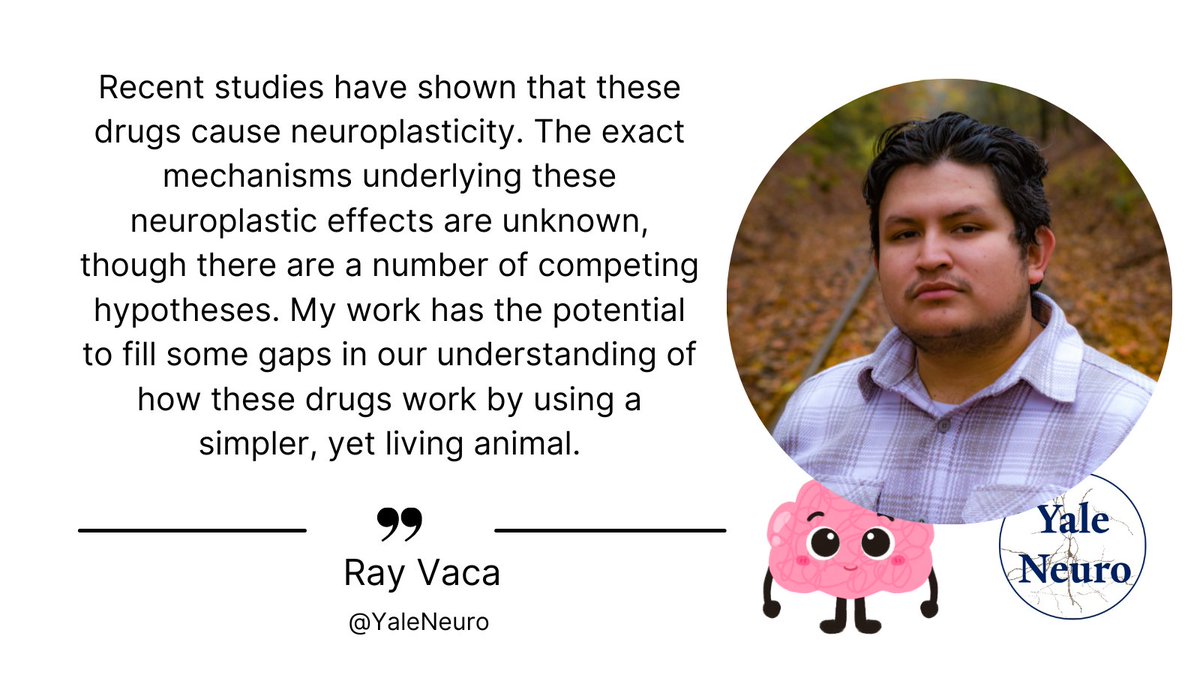 Ray uses C. elegans, a type of worm used as a model organism, to study the cellular mechanisms of psychedelic drugs. There has been a recent resurgence of research interest in psychedelics due to their therapeutic potential to treat psychiatric conditions like depression.🧠 [2/5]