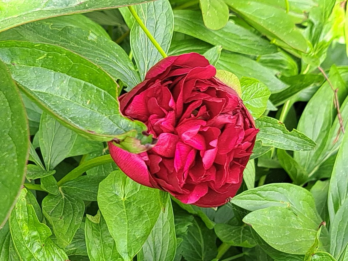 #Springtime #Frühling #bereit für Pfingsten