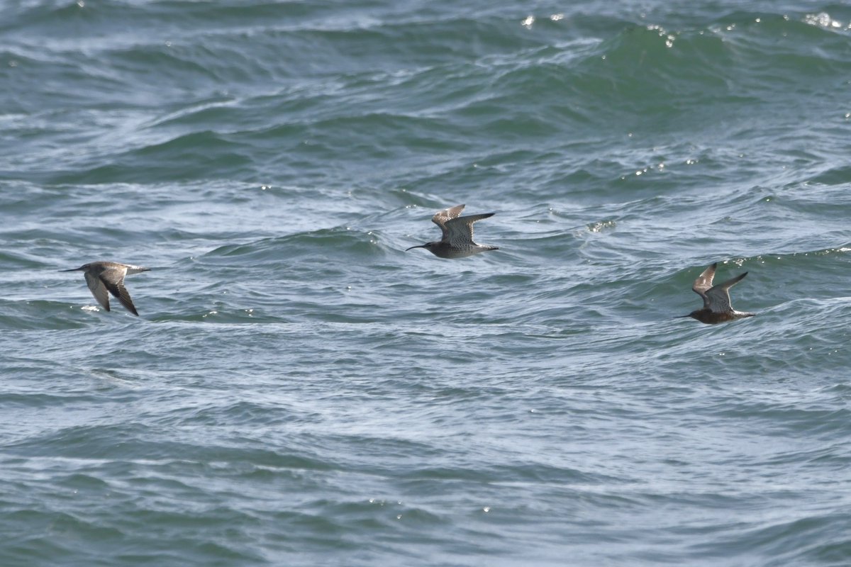 Three Whimbrels flying with a flock of 8 Bar-tailed Godwits past Selsey Bill late afternoon. @SelseyBirder