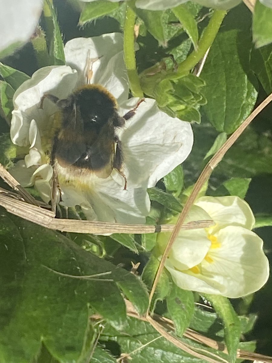Bombus terrestris pollinating the strawberries in the @TCESEastLondon garden this afternoon. Also loads of red mason bees and hairy footed flower bees pollinating the apples and currants. Having mason bee boxes close to the trees really helps.