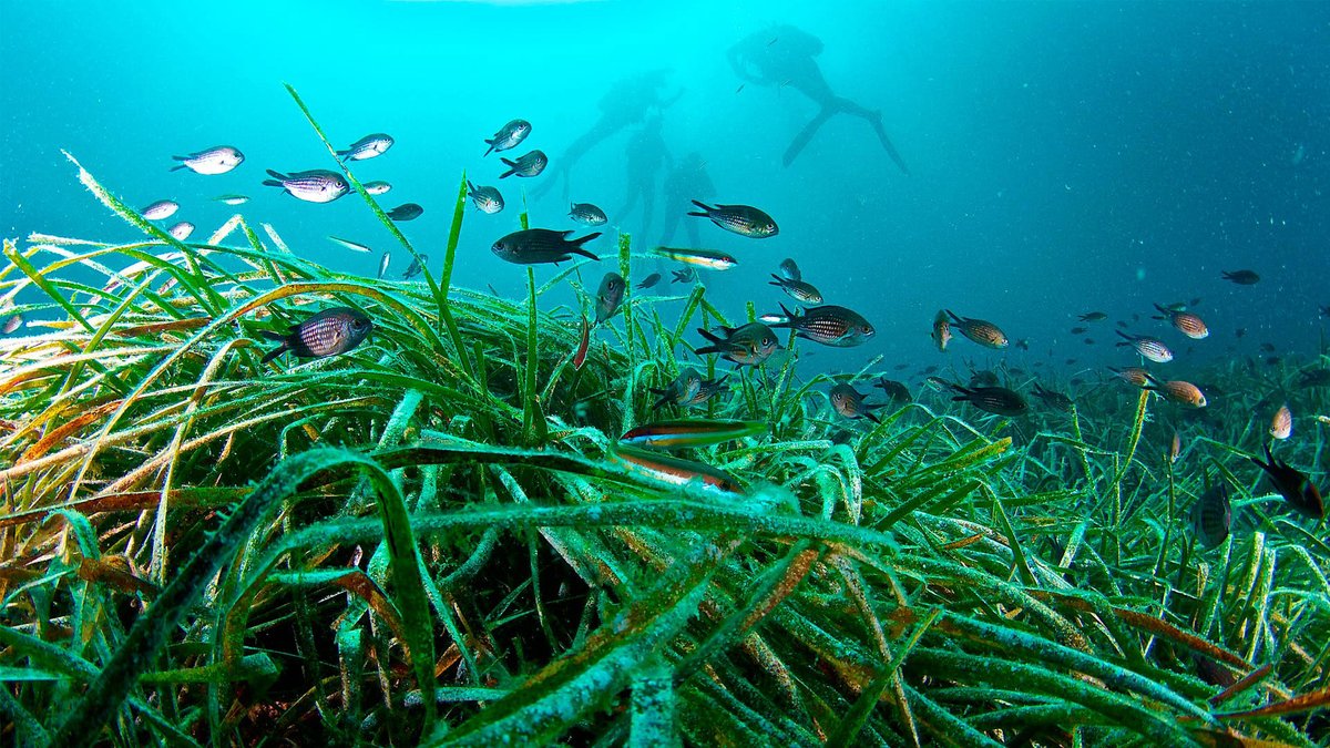 Posidonia oceanica. Dieser weltweit einzigartige Organismus bildet auf den Meeresböden von #Ibiza und #Formentera ausgedehnte Wiesen, die unzählige Meeresarten beherbergen - ein unschätzbarer Wert, den es zu schützen und zu bewundern gilt! 🌊💙