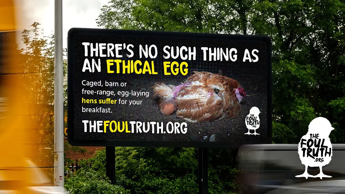 '#freerange' and '#cagefree' mean very little to enslaved birds, they are empty terms in the egg industry. These are marketing terms used to mislead consumers about their unethical purchases, that support #animalcruelty. 📷 TheFoulTruth.org