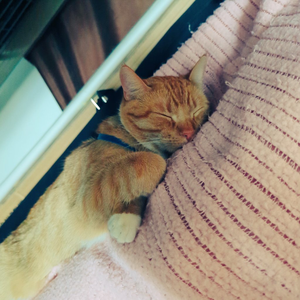 It's so tiring be a pole kitten #Pole #kittytwitter #CatsOnX #CatsOnTwitter #kittens #dancer