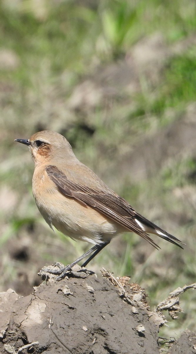 Unexpected Wheatear in Graves Park, Sheffield this morning. Showing features of the Greenland race @shefbirdstudy #Sheffield