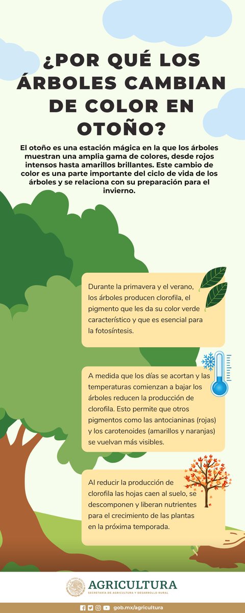 Otoño es la época perfecta para aventar hojas secas y recostarse en ellas, pero ¿sabes porqué cambian de color verde a marrón? Conoce esta y muchas respuestas más en nuestro blog: rebrand.ly/cl1z6a3 Coméntanos, ¿cuál es tu época favorita del año? 👇