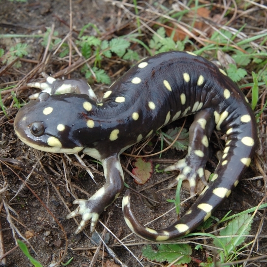 This little cutie is a California tiger salamander (Ambystoma californiense)—one of two endangered species that reside at La Purisima Conservation Bank in Lompoc. These important salamanders keep herbivorous insects in check, and cycle important nutrients back into the soil.