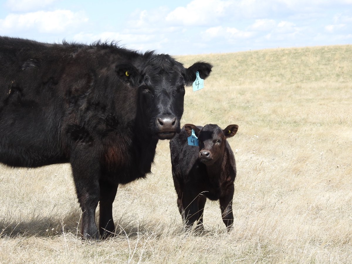 The Animal Health and Biosecurity Producer Program provides livestock producers with a rebate for approved eligible equipment expenses that improve biosecurity and animal welfare practices. Learn more: saskatchewan.ca/business/agric… 
#SustainableCdnAg #SaskAg @AAFC_Canada