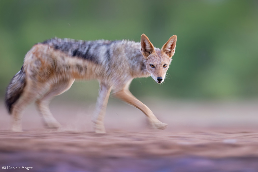 📷A tricksy black-backed jackal zig-zagging around the waterhole is captured mid-dash by the photographer. Mashatu Game Reserve, Botswana. © Daniela Anger (Photographer of the Year 2024 entry)

#wildlifephotos #wildphoto #wildlife_shots #wildlifephotography #photography