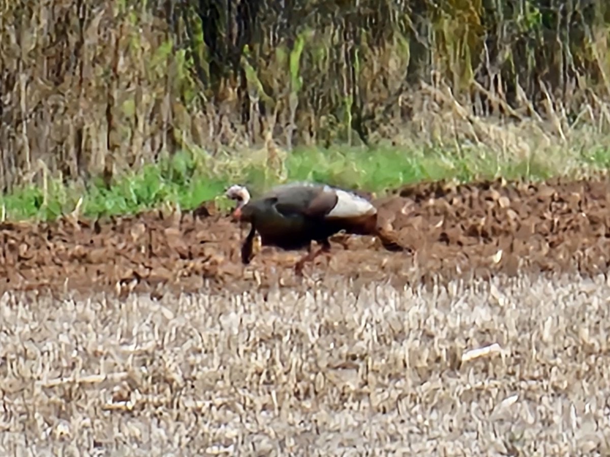 Big Tom turkey on the prowl