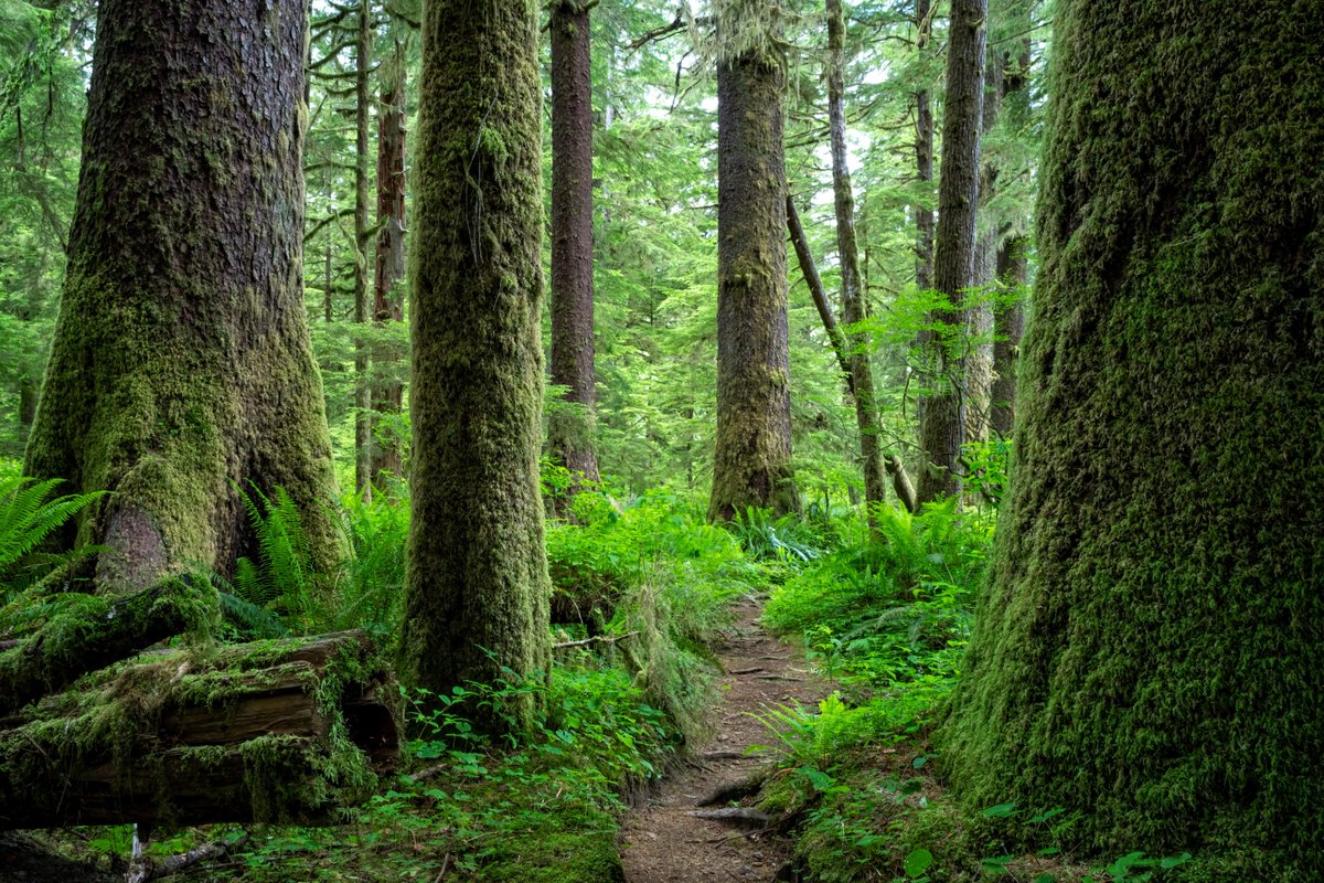 #TriviaTuesday: The tallest tree in Canada is a Sitka Spruce and roughly 600 years old, located in the Carmanah Valley on Vancouver Island. Is it 86, 96, 106 or 116 metres tall? Comment below! 📸: Getty Images