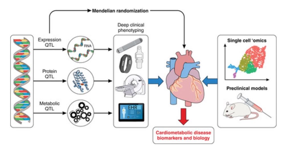 #Perspective on the ‘omics revolution of making scientific discovery using a human-forward approach and bridging the as-of-yet mostly unbridged cardiovascular ‘omics translational divide @svatishah #AHAJournals ahajournals.org/doi/10.1161/CI…