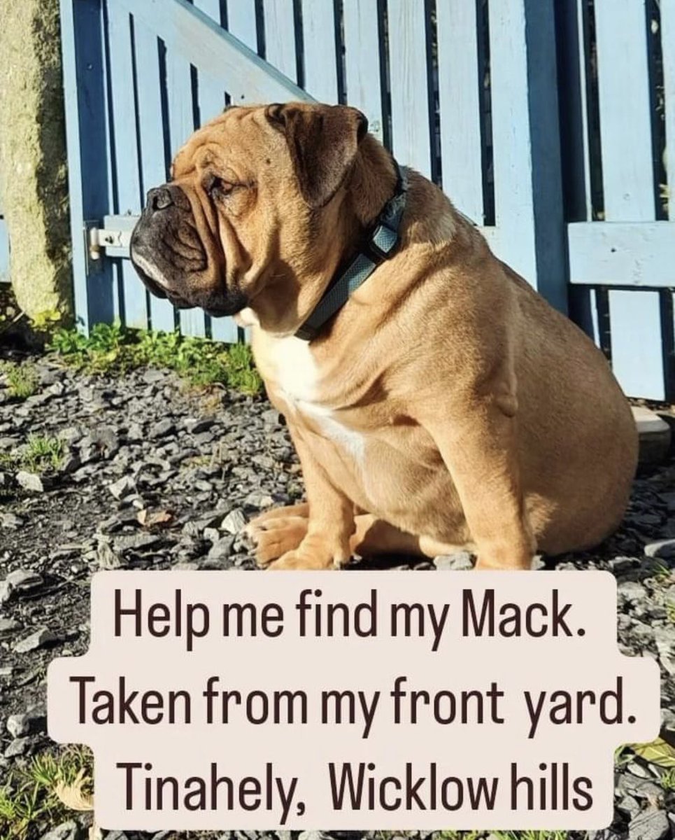 #Mack is still #MISSING. Somebody took him from his own garden, from his family whom are devastated. PLEASE RT ~ Please #HelpGetMackHome 🙏🏻 #Tinahely #WicklowHills #SouthWicklow #Wicklow #MissingDog #LostPets #FindMack