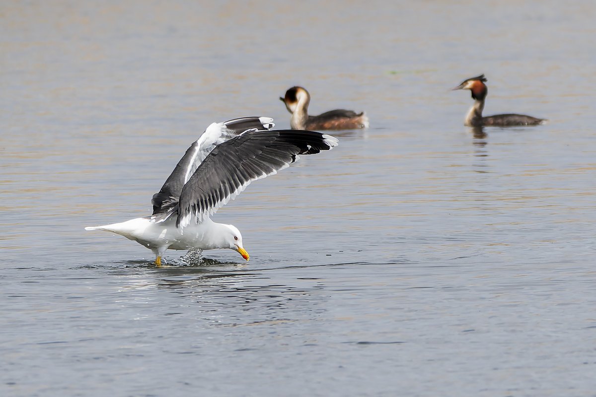 Lesser Black Backed Gull upstaging the Great Crested Grebes at Cardiff Bay Wetlands #WildCardiffHour