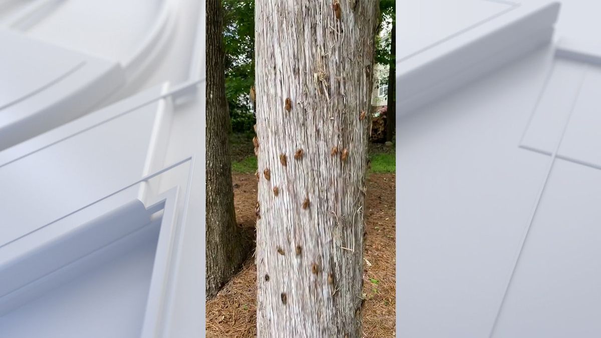 Watch: Cicadas appear on trees in parts of US fox2detroit.com/news/watch-cic…