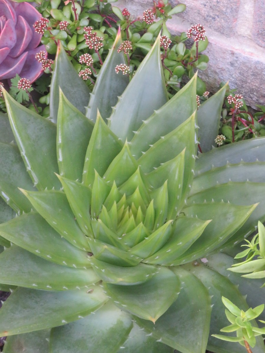 The biggest Aloe polyphylla.  This is planted out in the garden but protected for winter.  The Crassula radicans 'Tresco Seaspray' plants around it are starting to flower now.  #aloe #crassula #HouseplantHour #echeveria