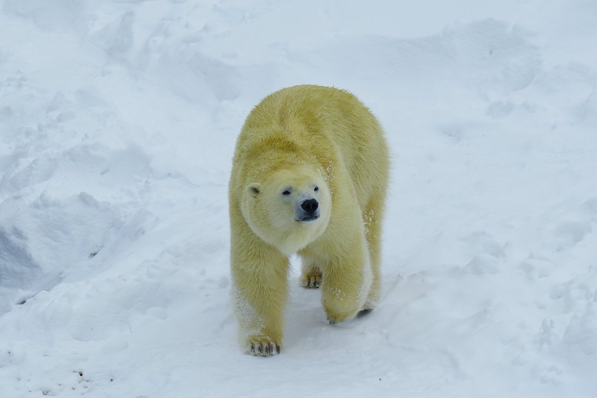 PolarBear_LILA tweet picture