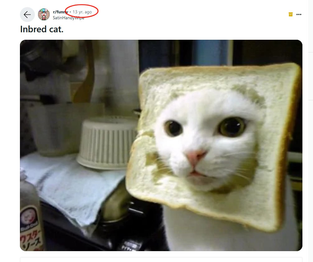 @0xBreadguy Hi 👉🍞😹🍞 @INBREDCATONSOL
Inbred cat firstly on Reddit 13yrs ago. Now, Community is running it back ,lets get this bread🍞.   #CTO
