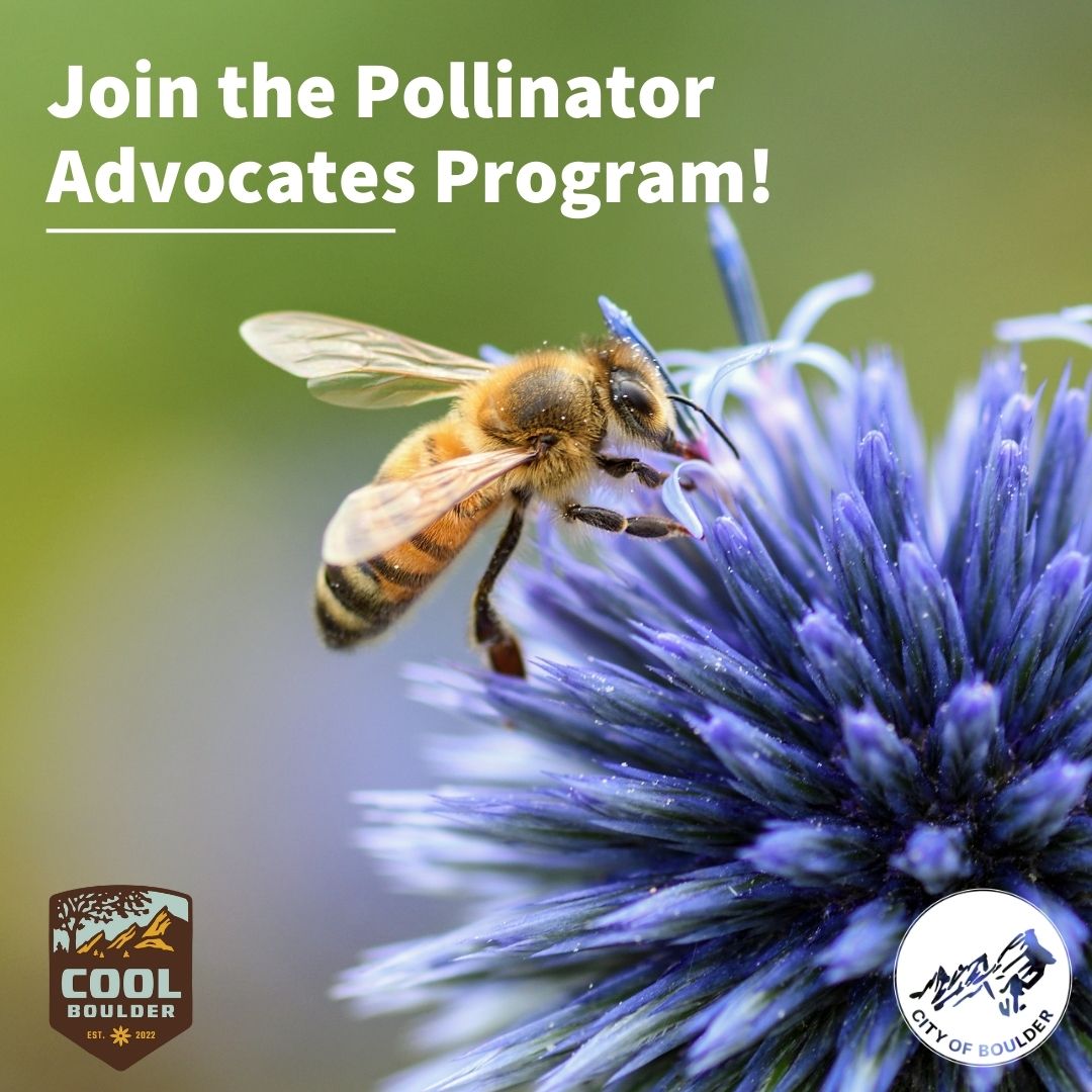 Pollinator Advocates contribute significantly to pollinator species protection and conservation 🐝 Begin your journey helping pollinators today! Accepting applications until May 9. Learn more and apply here: ow.ly/Gz5e50Rpy30