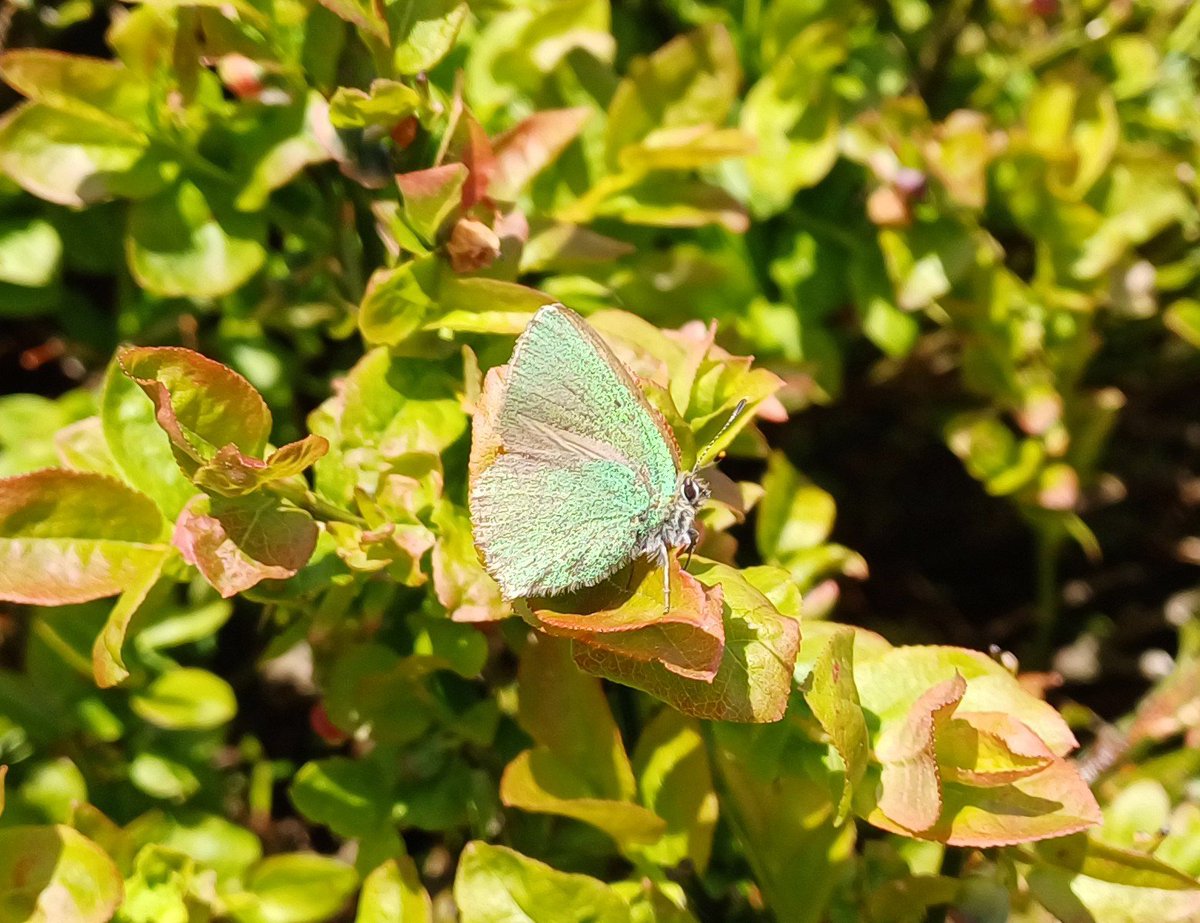 A few Green hairstreak and clouds of St Marks fly @StaffsWildlife #gentleshaw plus first Red Admiral and good numbers of longhorn Moth  at #georgeshaye @StaffsInverts @ukbutterflies