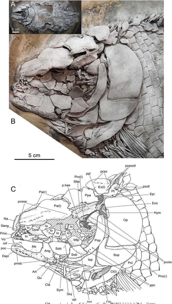 Comentários sobre a osteologia craniana e da cintura peitoral de Lepidotes gigas (Actinopterygii, Lepisosteiformes) do Jurássico Inferior (Toarciano Inferior) da Alemanha doi.org/10.1080/027246…