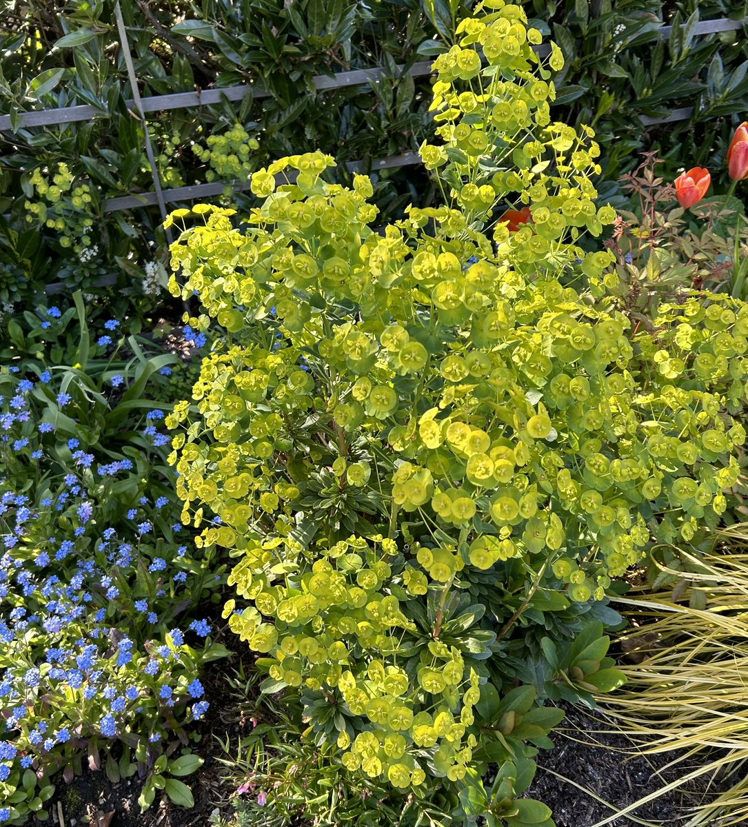 #Euphorbia and #ForgetMeNot make for a beautiful combination in this shady spot. 
#Gardening #PollinatorGarden
