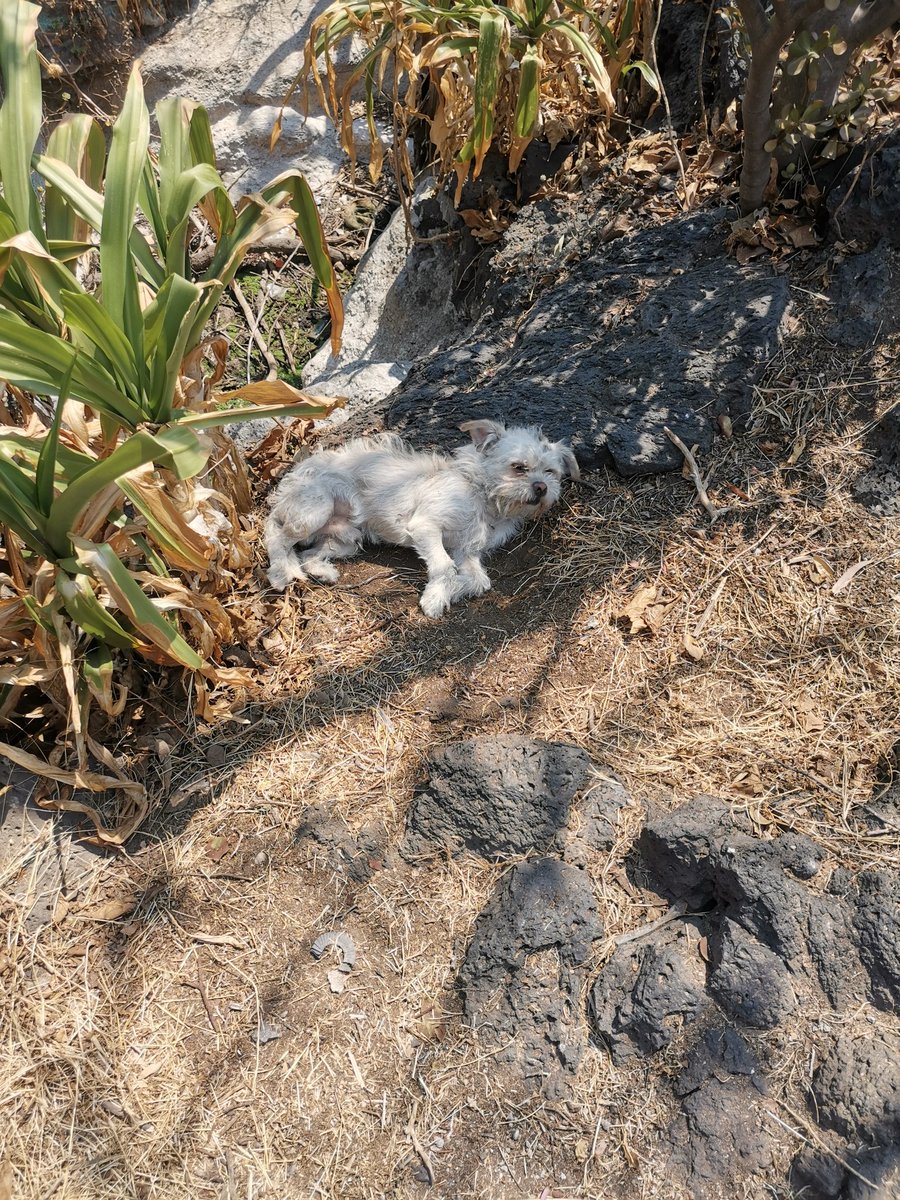@PrrosPerdidosMX @rescatamx @AmorSinRaza perrito perdido o abandonado dentro del parque Huayamilpas en coyoacan, alguien que lo pueda ayudar? @QuePocaMadre_Mx rt ayuden