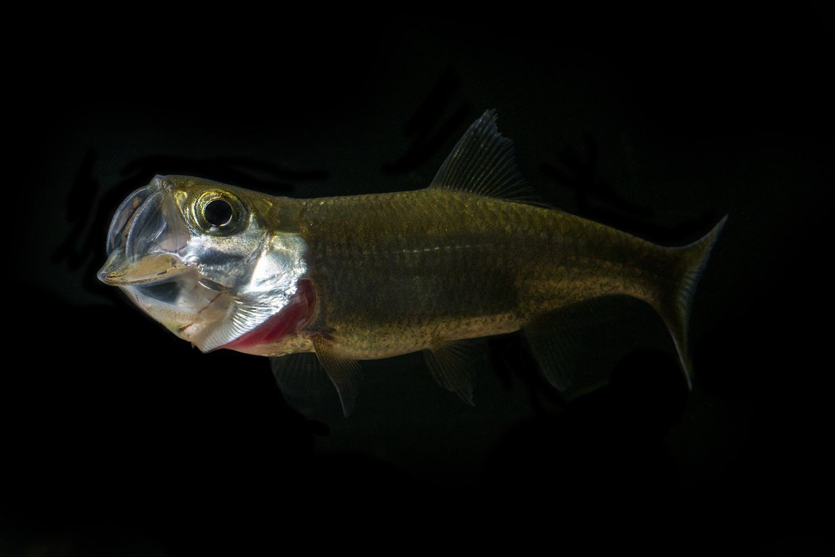 Megalops cyprinoides (Tarpon)