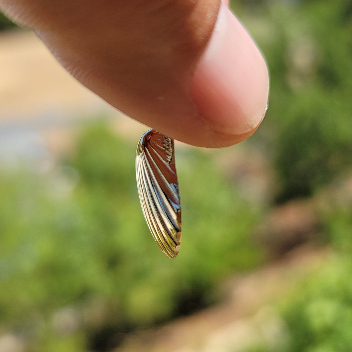 JewelsObsession's tweet photo. 10K, 14K Or 18K Gold Seashell Pendant, AZ218-14KY

(gold) https://t.co/lNa6QgJUXD

(silver) https://t.co/AnCdrfzL3t

Starting at $56.99 (silver)

30 Day Money Back Guarantee
Manufactured in the United States
Stamped - 925, 10K, 14K or 18K
Dimensions - 28 mm x 20 mm
Approx. Gram Weight:
925 Silver: 
10K Gold: 3.29 grams
14K Gold: 3.7 grams
18K Gold: 4.22 grams