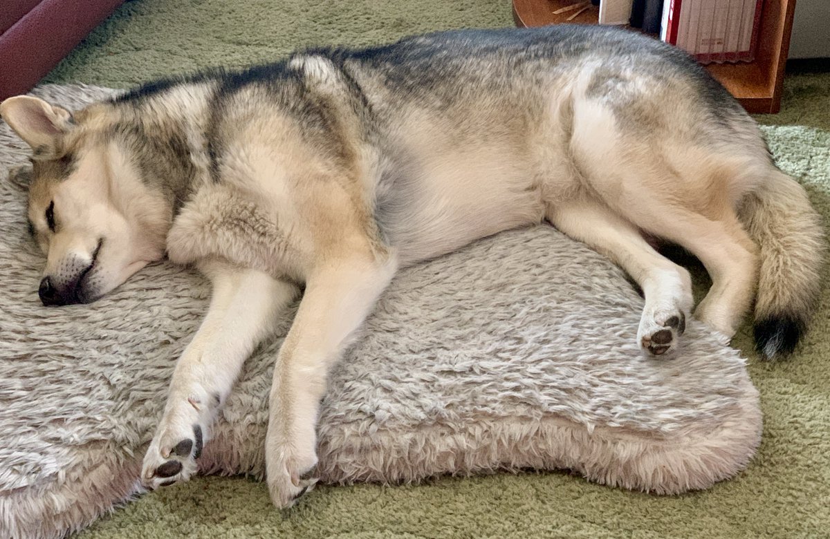 It’s almost May AND there is snow outside #Calgary. 

I’m fairly sure my #Husky girls Aurora & Juno are the only ones happy & EXCITED LOL. 
They demanded an extra long #DogWalk this morning

Resting active pups now means. I can enjoy my coffee 

Spoiled & cute #RescuePups