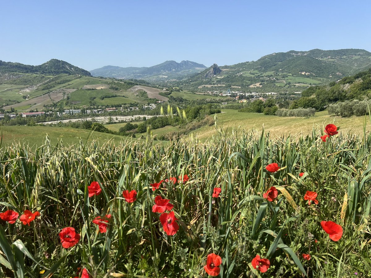 Lo so, pochi giorni e il mondo sarà ROSA ma non ho resistito e voilà…prima reco in GIALLO  (il primo che scrive “ma i papaveri sono ROSSI” lo blocco 😉) @LeTour #rimini #sanleo #cycling #RsiSport