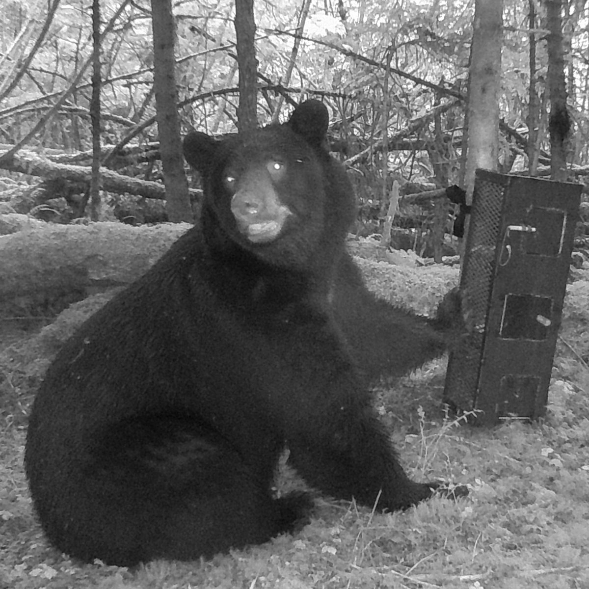 speaking of black bears 🐻, this one posed to let us know it was taking the food reward AND the puzzle box.
