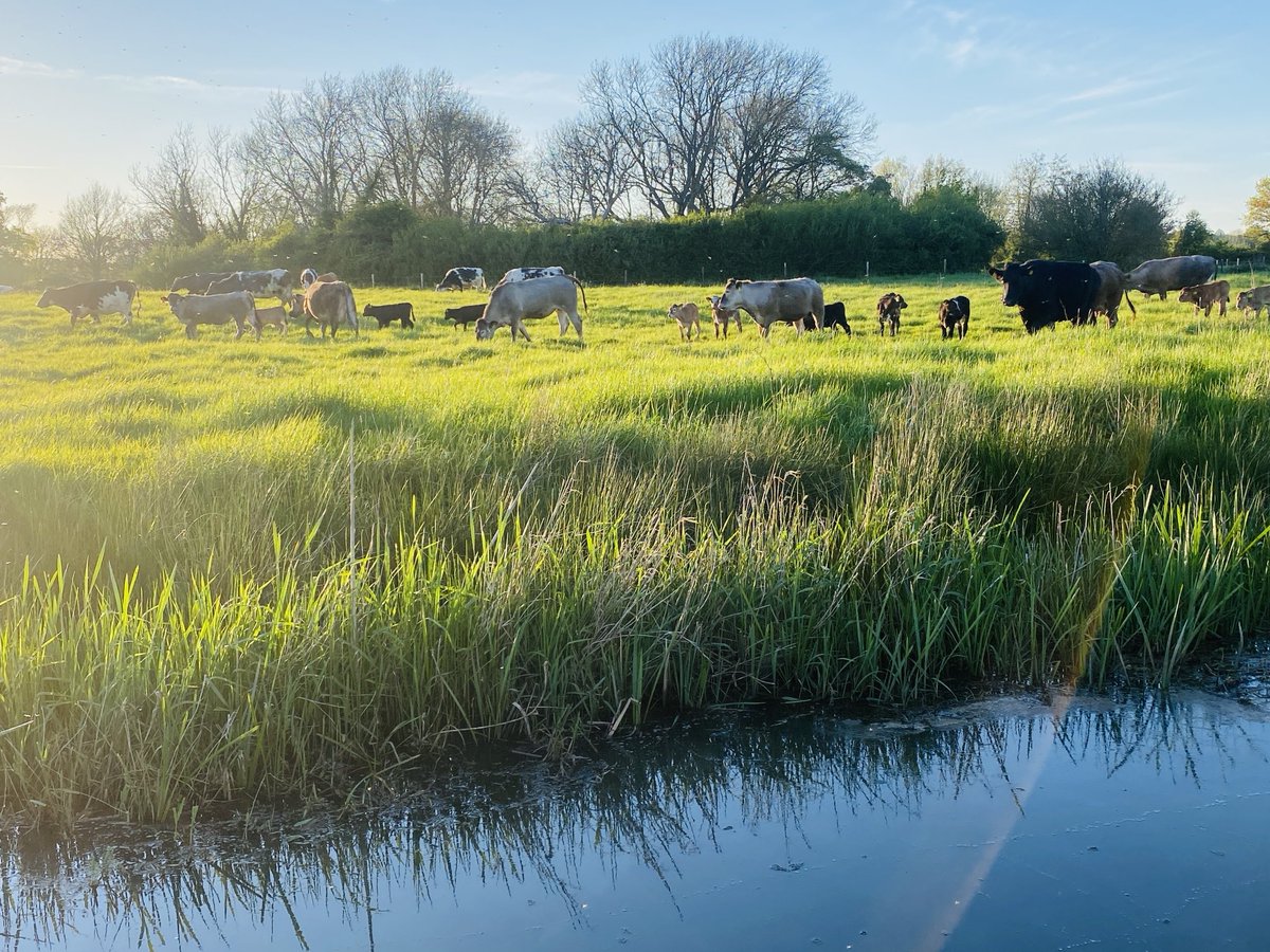 A rare sight this spring #grazing in #sunshine. #grass #foodproduction #foodsecurity