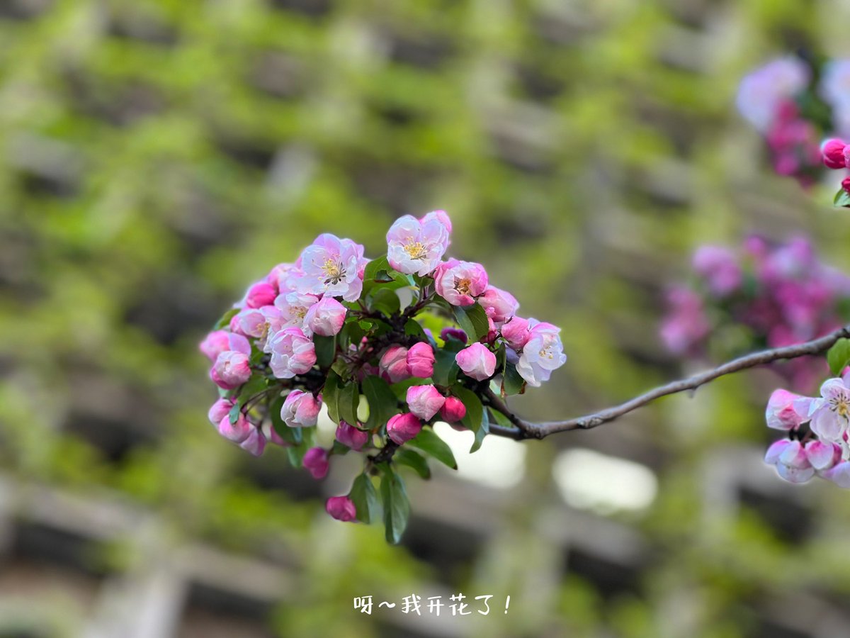 Jianing Fu tweet media