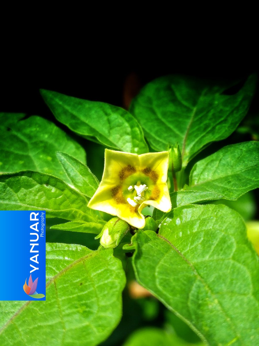 Blooming among the green leaves.

#photography #photo  #photograph #photooftheday #photographylovers #nature  #natural #naturelover #NaturePhotography #macro #macrophotography #photographyart #NaturePhotograhpy