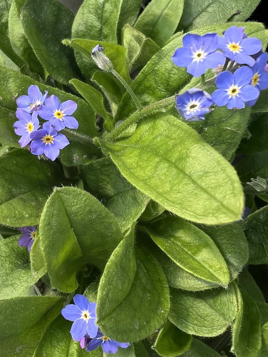 Bellamy Blue FORGET-ME-NOT, the newest addition in my flower garden 💙 #TuesdayBlue #flowers #forgetmenot #gardening #flowerhunting