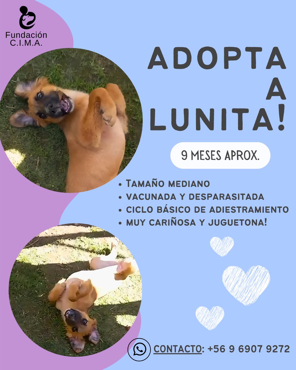 LUNITA aun espera x una Familiar que quiera y pueda adoptarla.... Es muy bonita, inteligente y regalona. No sabemos x qué aun nadie pregunta x ella🥺🥺🥺, los otros rescatados del mismo grupo se fueron felices con sus familias.... #AdoptaNoCompres Whatsapp +56969079272