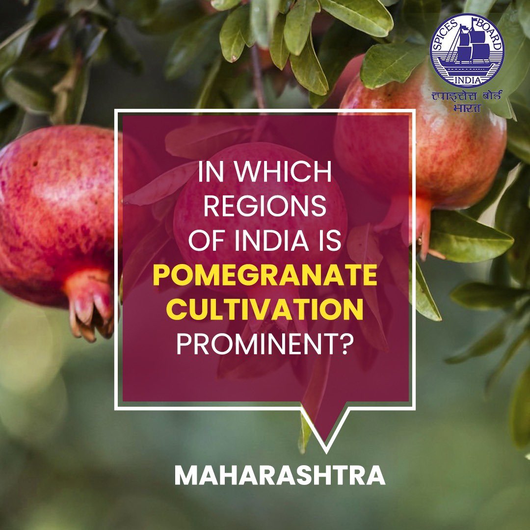 From seed to harvest, discover the flavorful journey of pomegranate growth in India! @doc_goi #spicesboard #pomegranate #incrediblespicesofindia