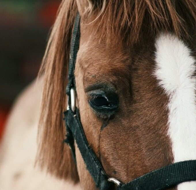 Rastgele yürürken birden aklına geleyim sızlasın için!
Boğazın düğüm düğüm olsun. 
Ama ağlama, 
Ağlayamayacak kadar yansın için…

#CemalSüreya