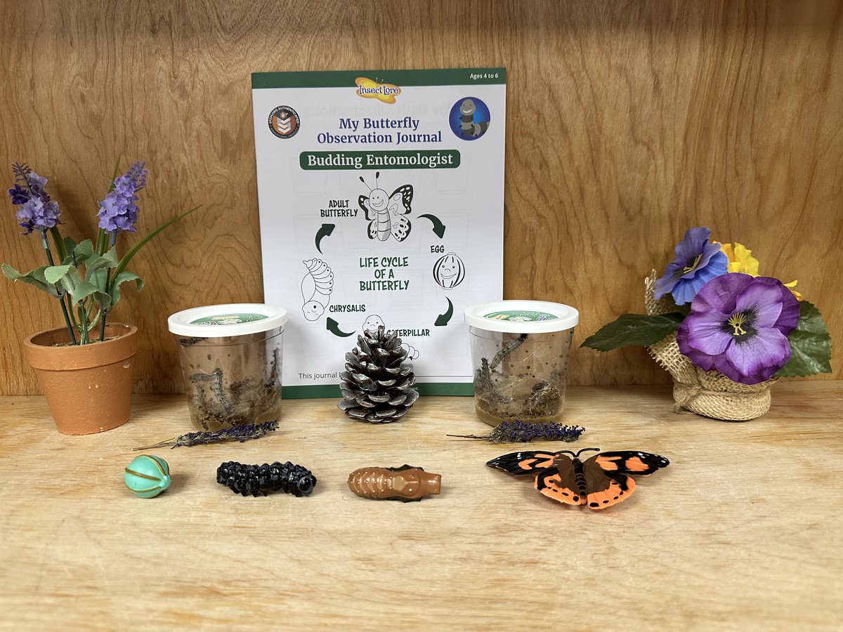 My students are excited about their caterpillars.
#learningisfun #LifeCycleofaButterfly