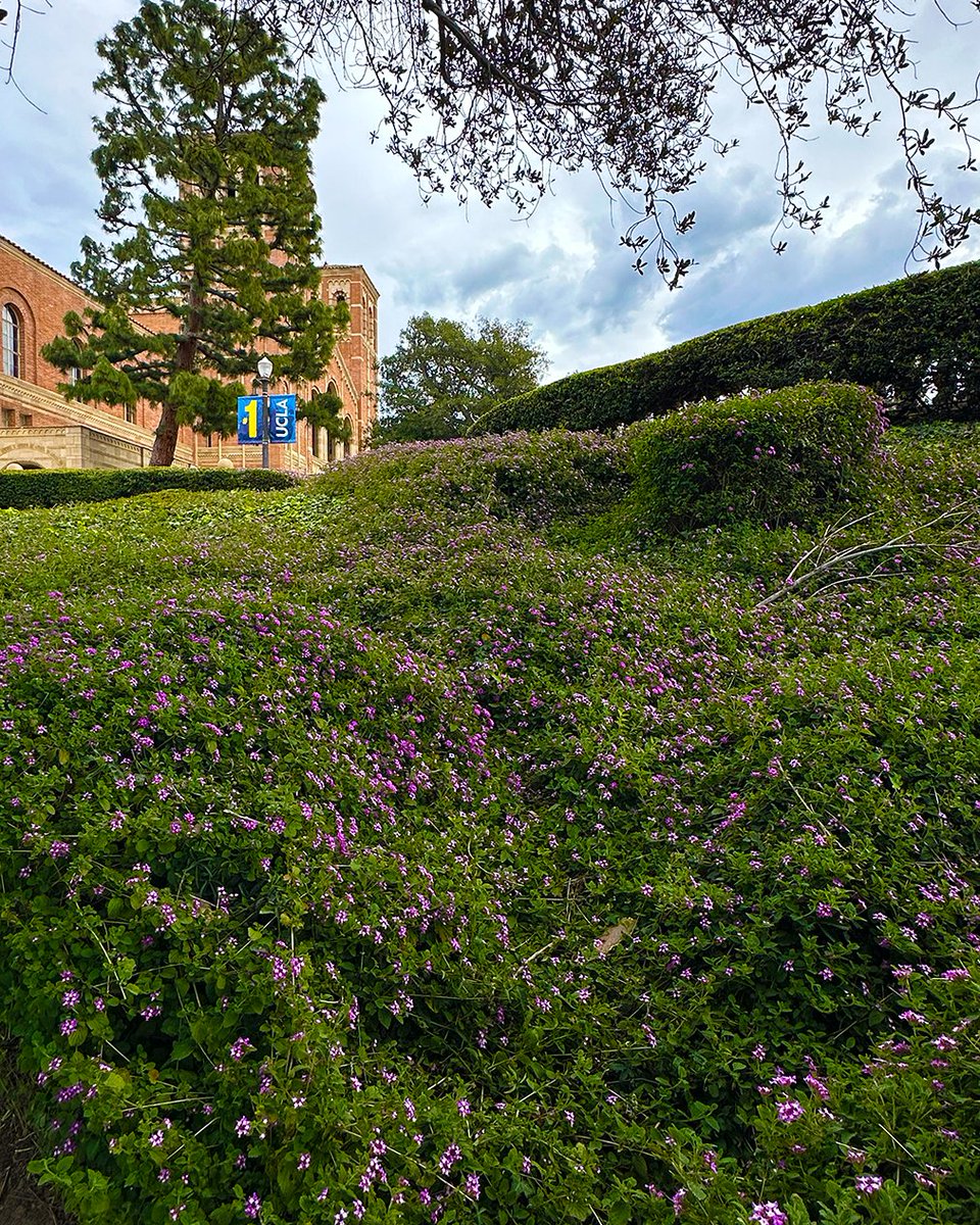 Nothing better than admiring the spring flowers near the Tongva Steps!