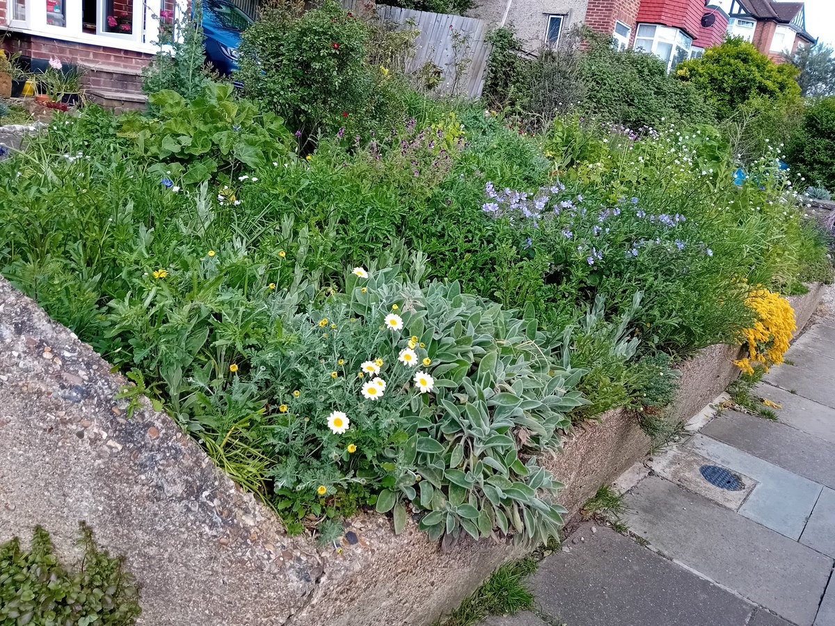 The garden is coming along #thankgoodnessforgardens