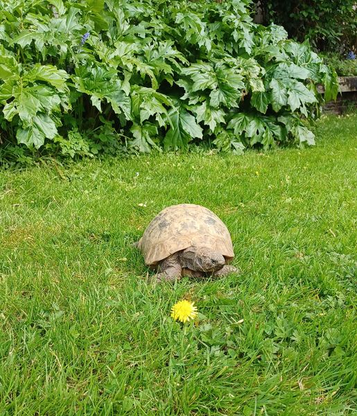 It's OK. I spotted it too. It might not be there any longer. This is #ALBERTthetortoise reporting a more restful day after styling and #posing yesterday. Warm #sun meant big #patrol. Big feed. Squeezed in some nap time. Best wishes for #May. #TakeCare Alberttortoise.com