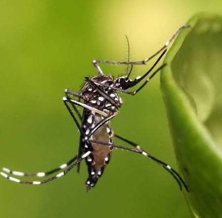 'Os mosquitos Aedes Aegypti que estão transmitindo dengue hoje nasceram no governo Bolsonaro.' disse o especialista Átila Iamarino.