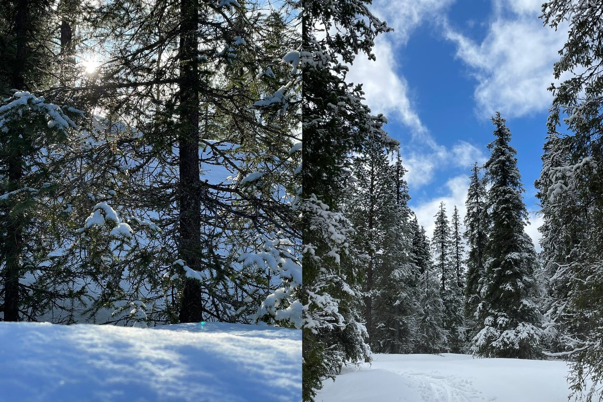 In Finland, #forest #ecohydrology field work starts in late winter, as this is when #snowmelt water starts to flow into the soil, where some of it will be used by roots and🌲trees later on in the growing season.

Pictures:❄️Snowmelt campaign in #Pallas

#SNOMLT #BFF_WATER #SHaM