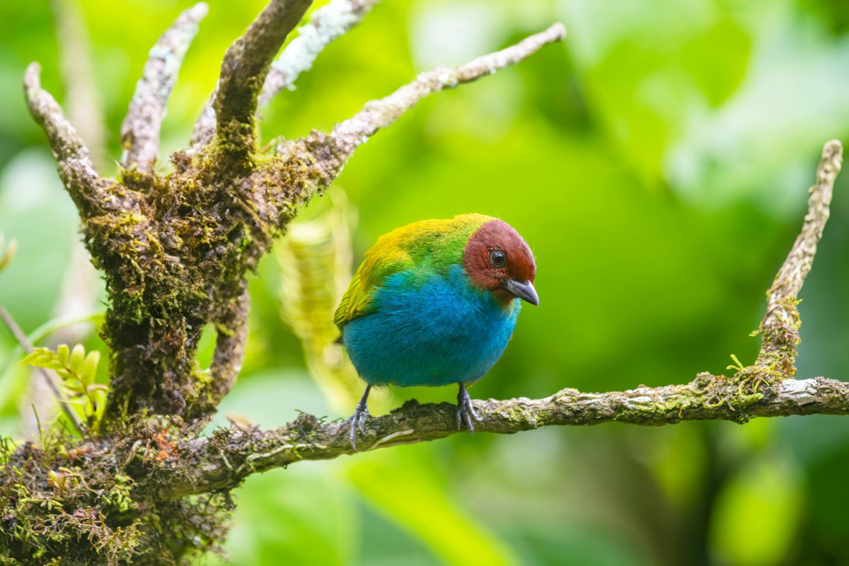 Beautiful Bay-headed Tanager #birdwatching #nature #aves