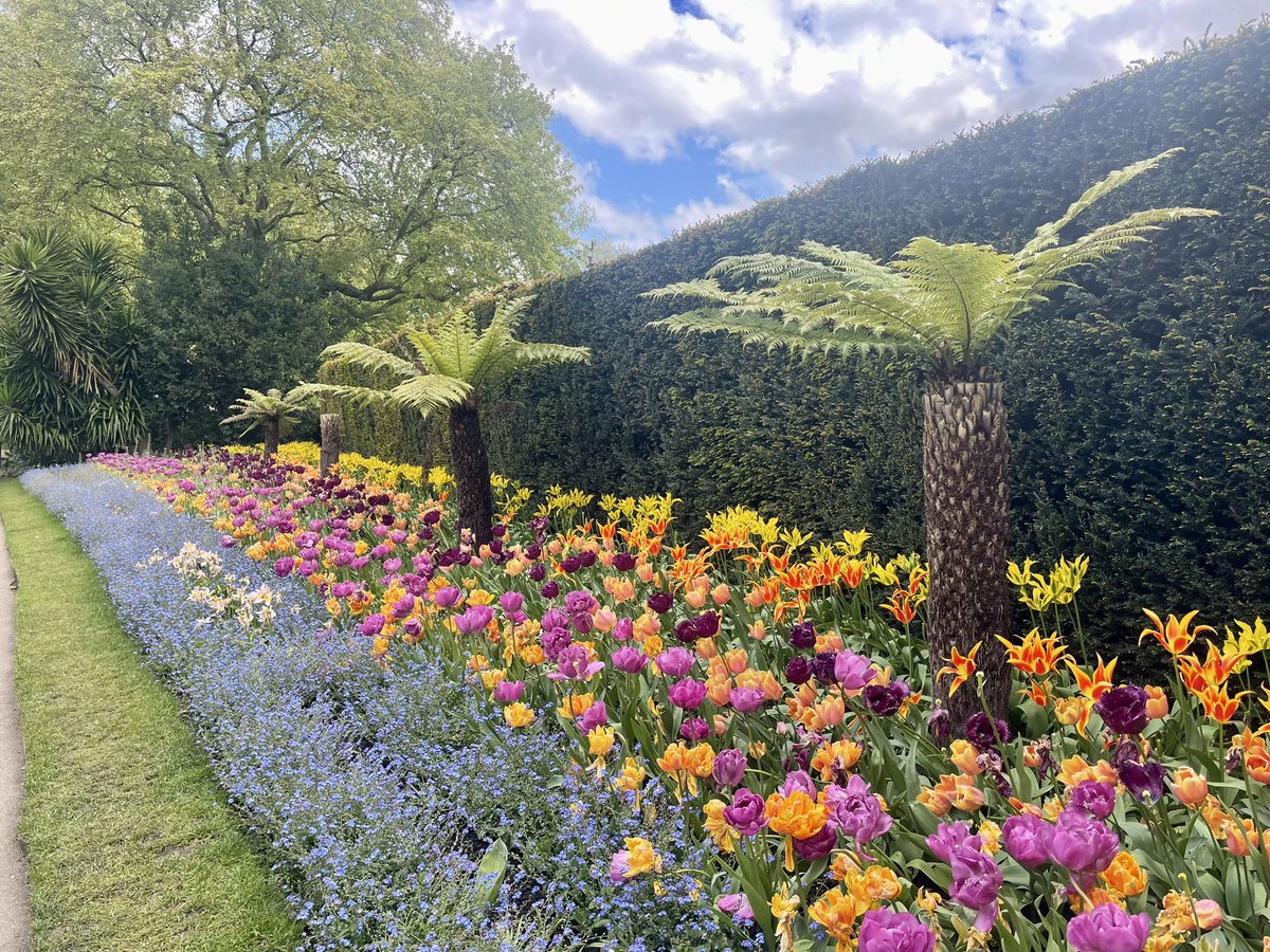 K_Brickell's tweet image. Gorgeous tulip-filled commute 🌷 to @kclgeography today 

#tinyjoys #springtimeinlondon