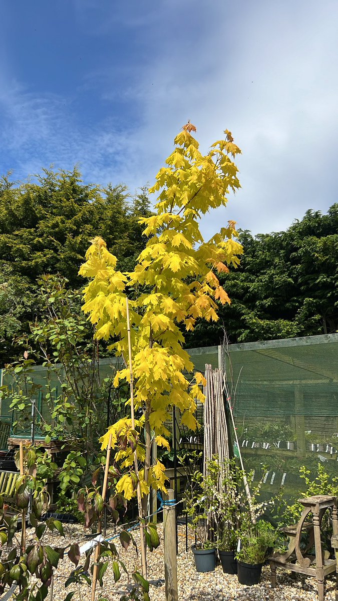 Acer platanoides Princeton Gold, on the nursery today, marvellous!